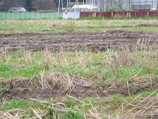 Grundwassermessschacht Sued2004_1205_121947 (1).JPG - Südl. des Altbestandes Richtung Norden - Fläche wurde durch ständiges Befahren immer mehr verdichtet. - Im Vordergrund Grundwassermessschacht